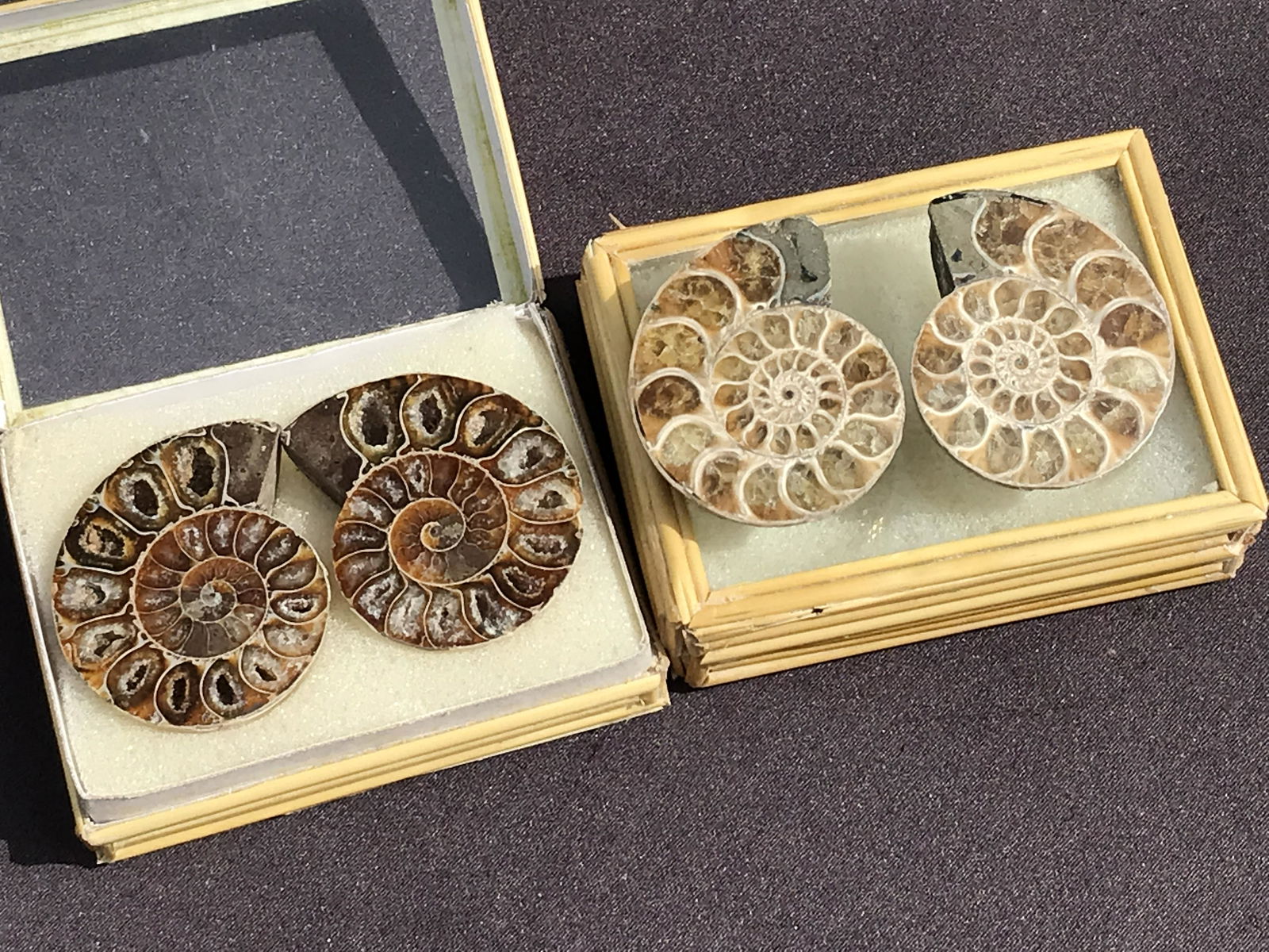 Ammonite, Fossil, Rock, Natural, Collectible, Specimen (1 of 5)