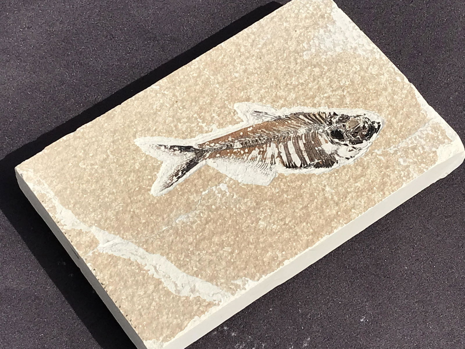 Fish, Fossil, Rock, Natural, Decor, Collectible, Specimen, Green River Formation, (1 of 4)