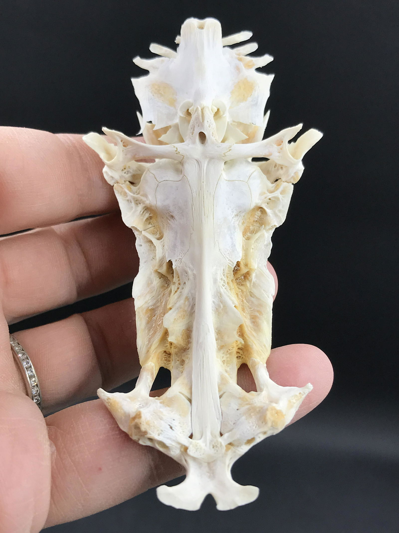 Shark, Fossil, Natural, Collectible, Specimen,: Crucifix Shark Skeleton