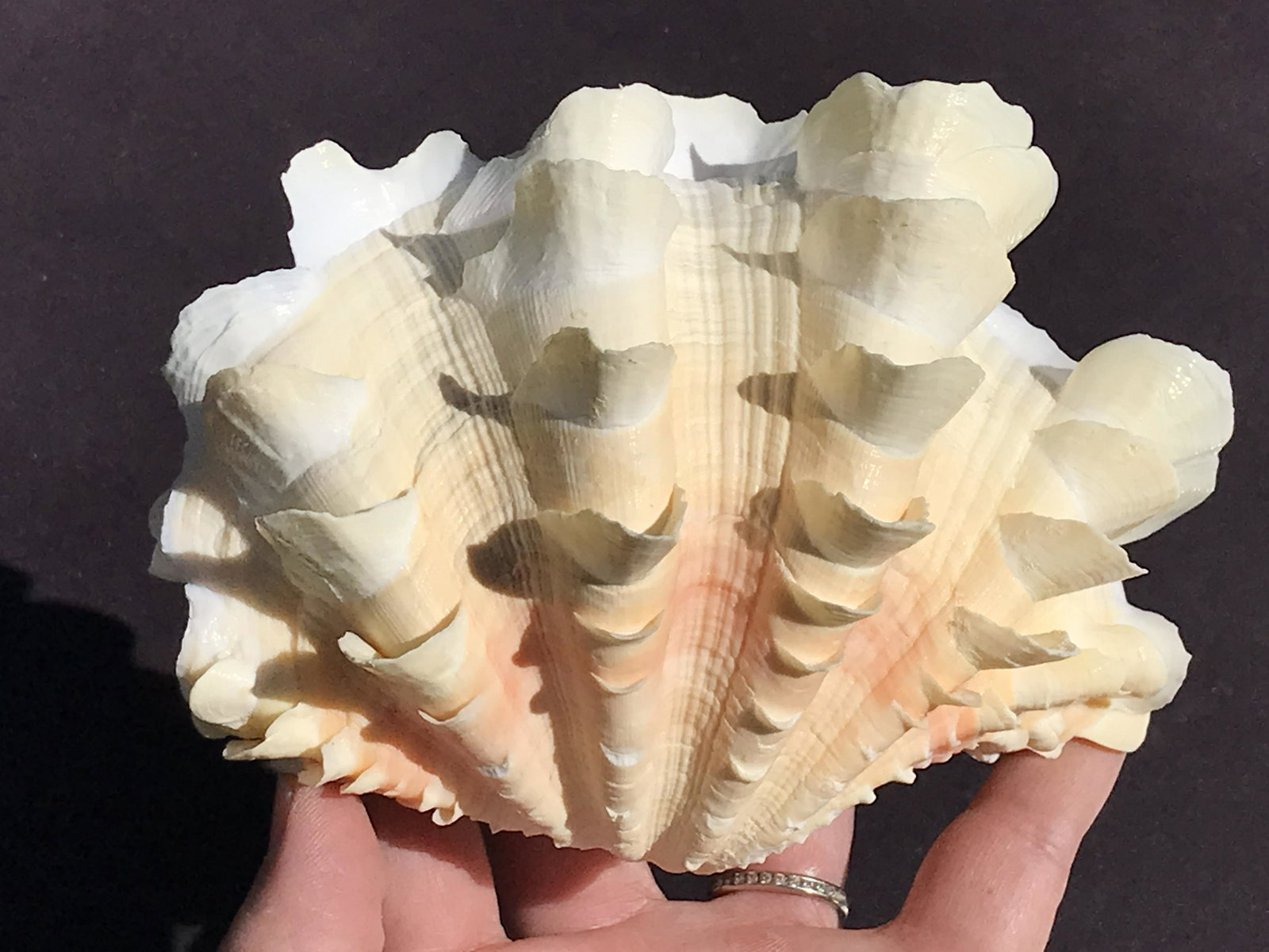 Seashell, Ocean, Beach, Natural, Decor, Collectible, Specimen: Ruffle Clam Pair