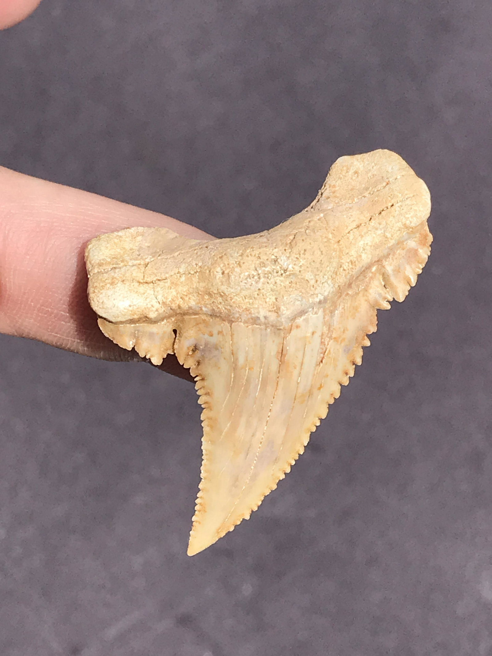 Shark, Fossil, Natural, Collectible, Specimen, Tooth: Fossil Shark Tooth Pygmy Great White Paleocharcharodon orientalis Morocco 1.9"