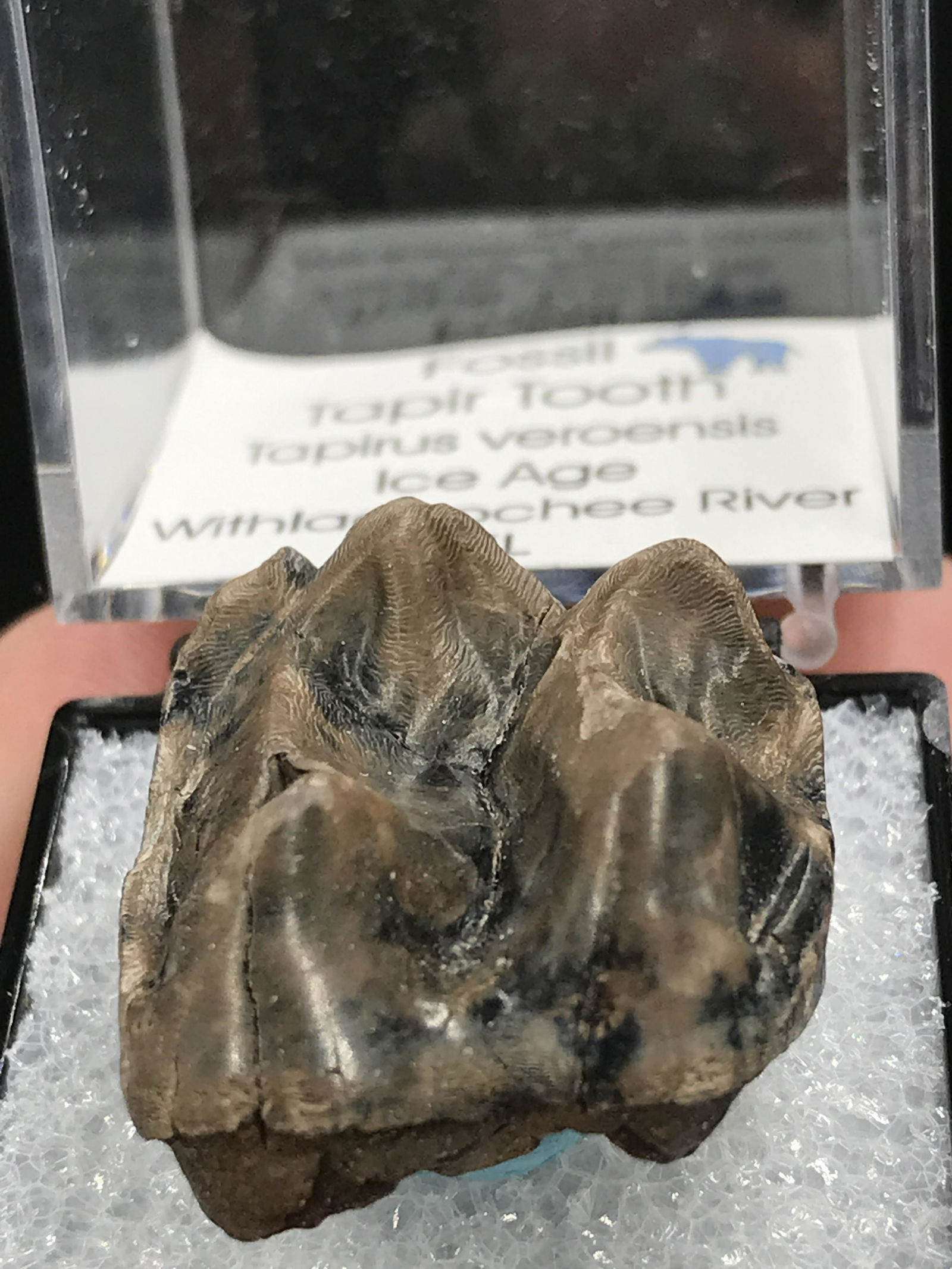 Tapir, Fossil, Natural, Collectible, Specimen, Tooth: Fossil Tapir Tooth Ice Age Florida