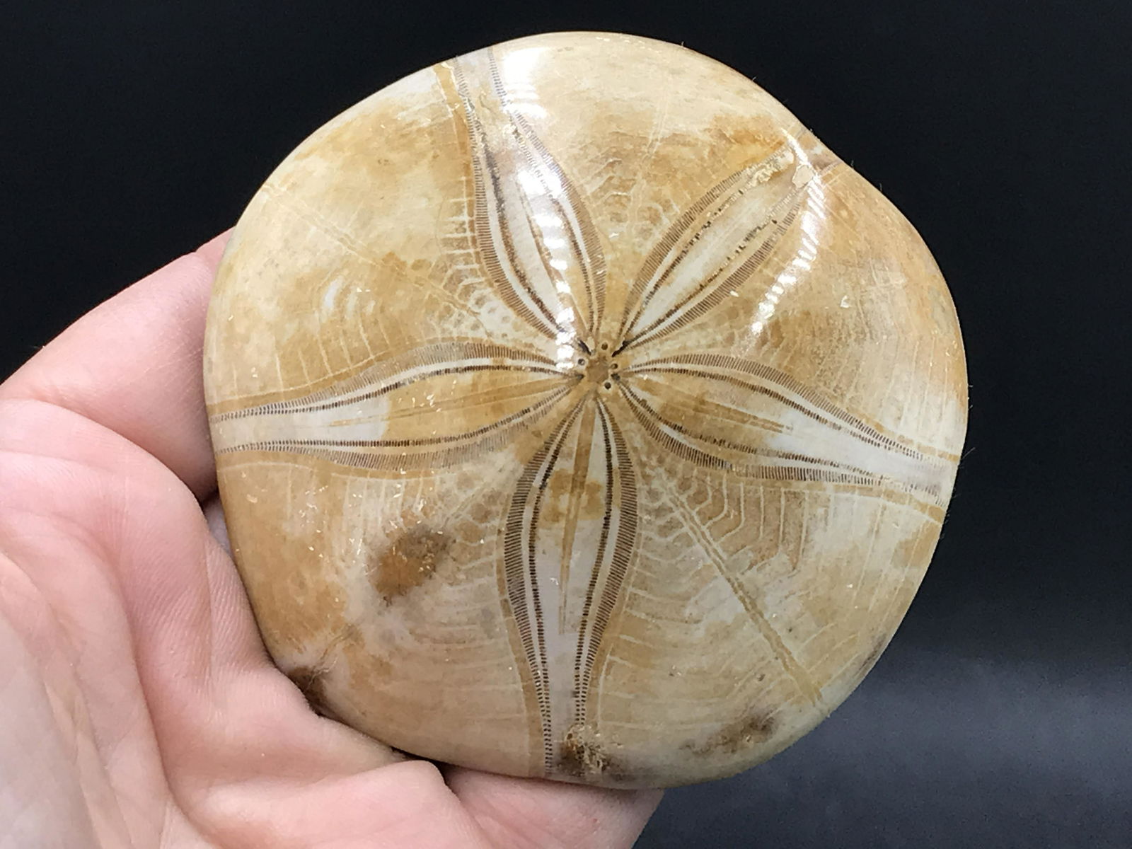 Seashell, Ocean, Beach, Natural, Decor, Collectible, Specimen (1 of 4)