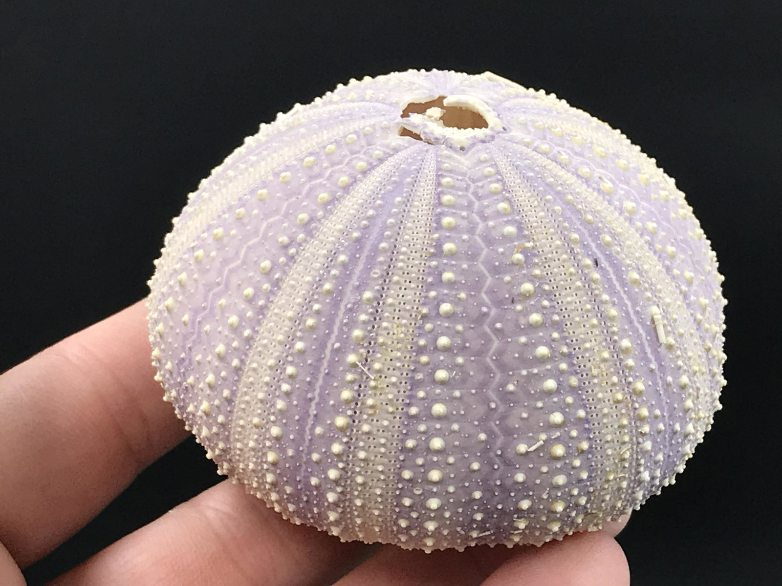 Urchin, Ocean, Beach, Natural, Decor, Collectible, Specimen: Seashell Purple Urchin