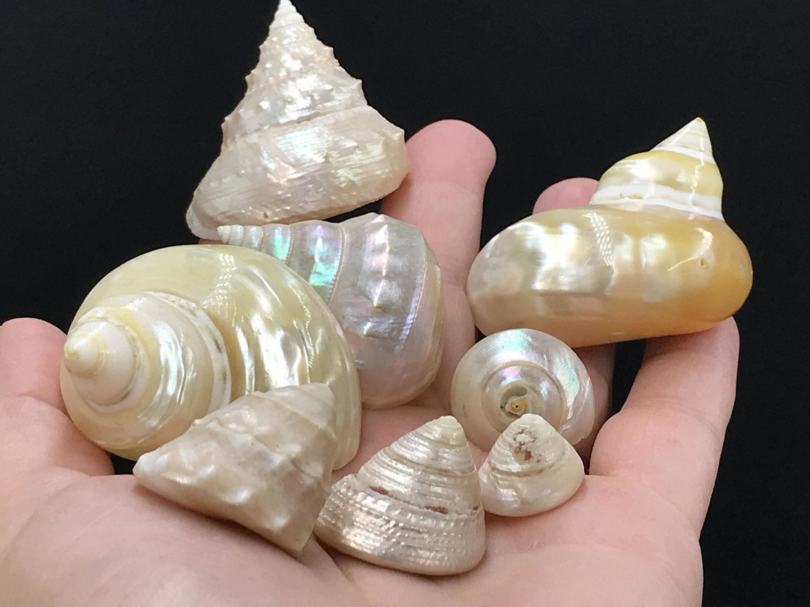 Seashell, Ocean, Beach, Natural, Decor, Collectible, Specimen (1 of 4)