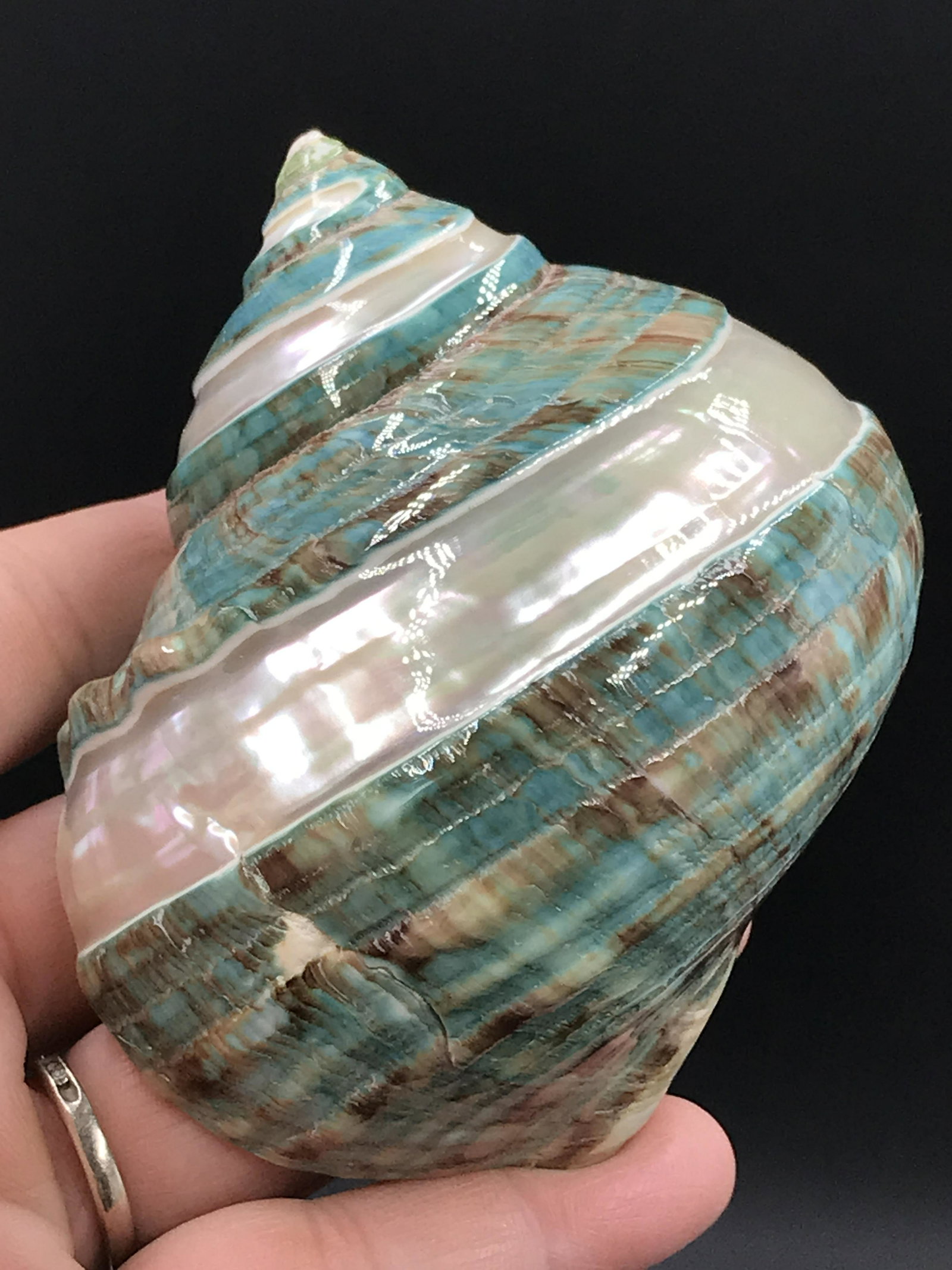 Seashell, Ocean, Beach, Natural, Decor, Collectible, Specimen: Carved/Polished Jade Turbo Seashell