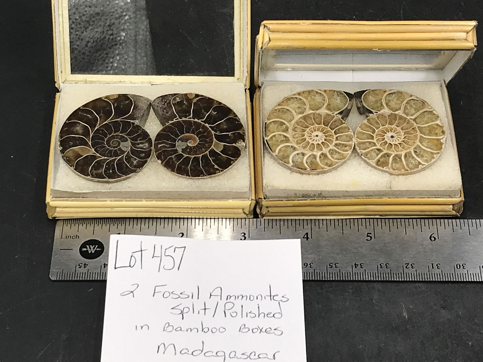 Ammonite, Fossil, Rock, Natural, Collectible, Specimen (1 of 3)