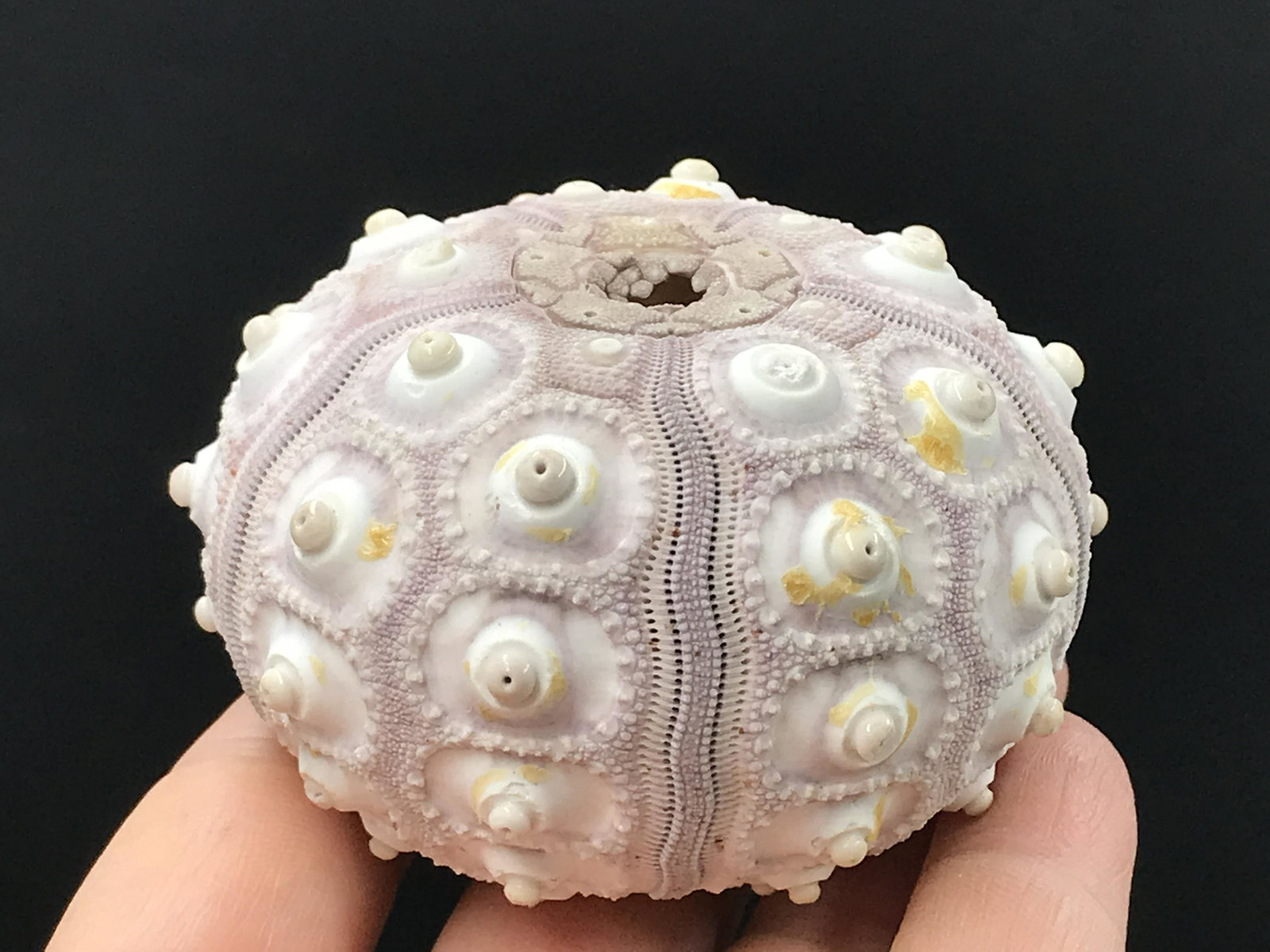 Seashell, Ocean, Beach, Natural, Decor, Collectible, Specimen: Seashell Sputnik Urchin Prionocidaris Boculosa