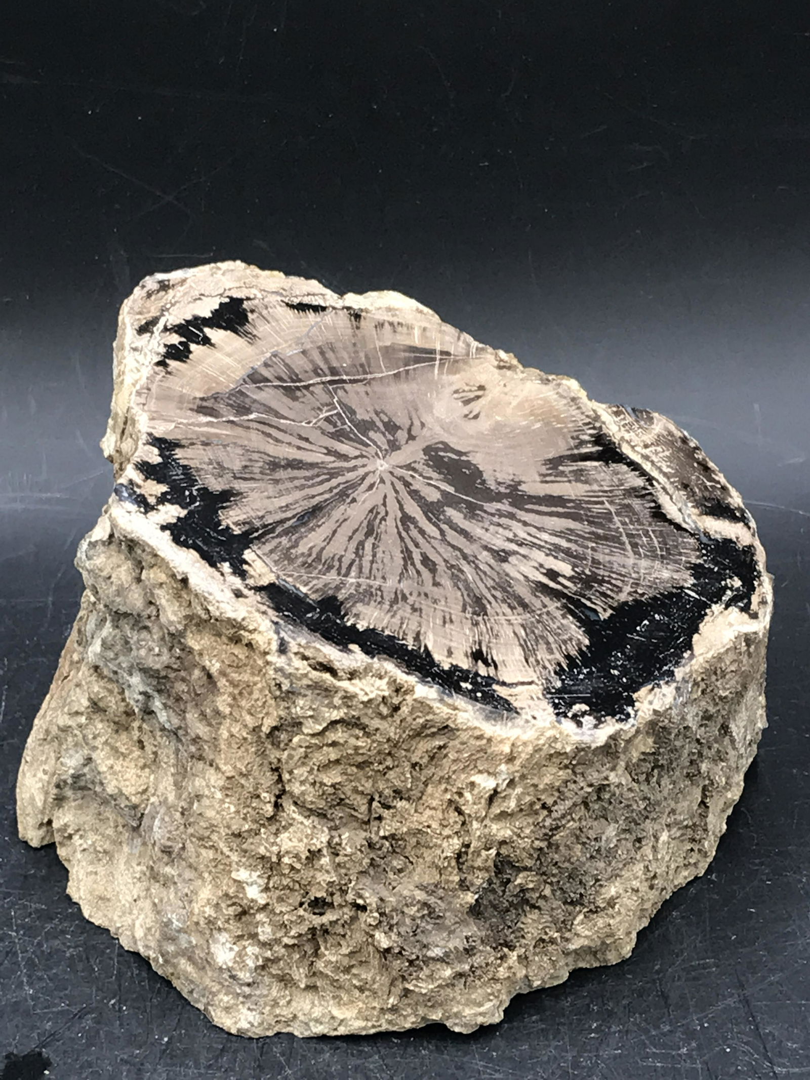 Petrified Wood, Fossil, Rock, Natural, Decor, Collectible, Slab: Petrified Wood Blue Forest 3lb 2oz