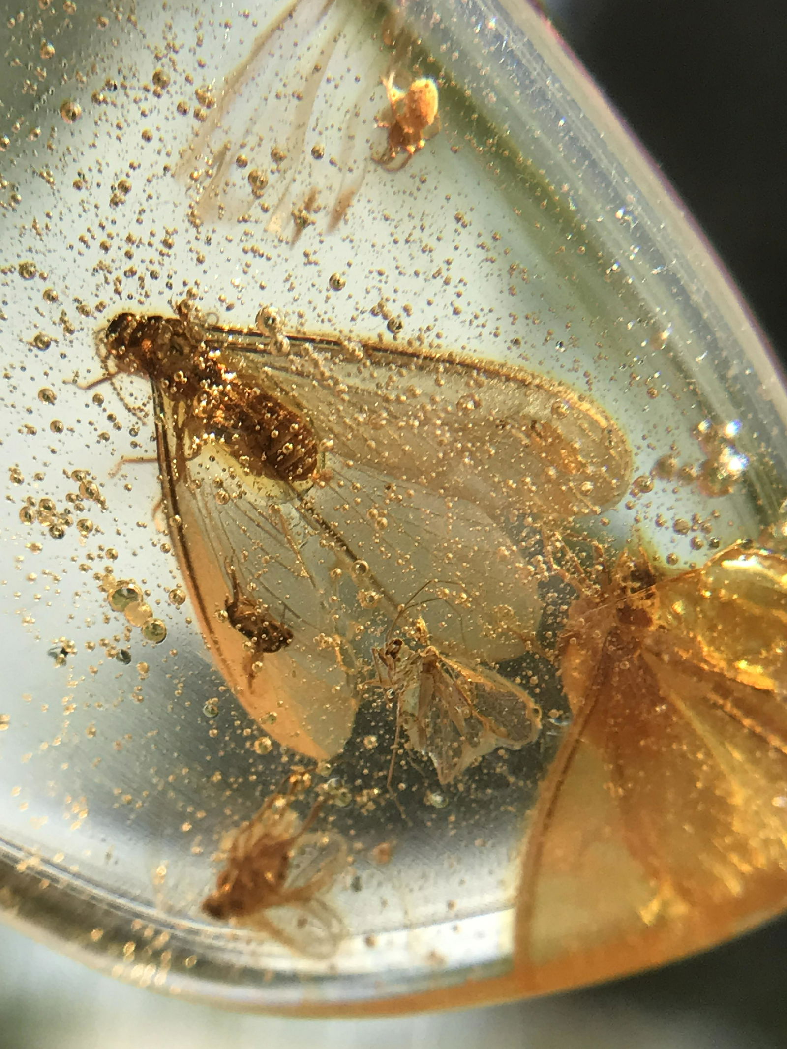 Amber, Fossil, Natural, Collectible, Specimen, Insect: Amber (Copal) with Insect Inclusion Colombia 6.7g