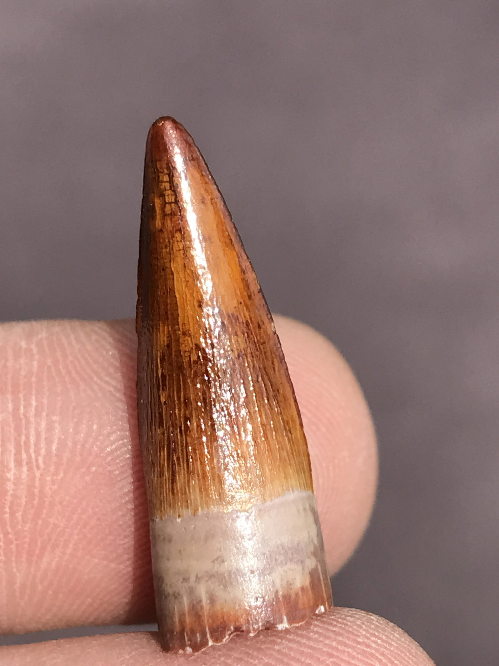 Dinosaur, Fossil, Natural, Collectible, Specimen, Tooth: Fossil Dinosaur Tooth Spinosaurus Morocco .95"