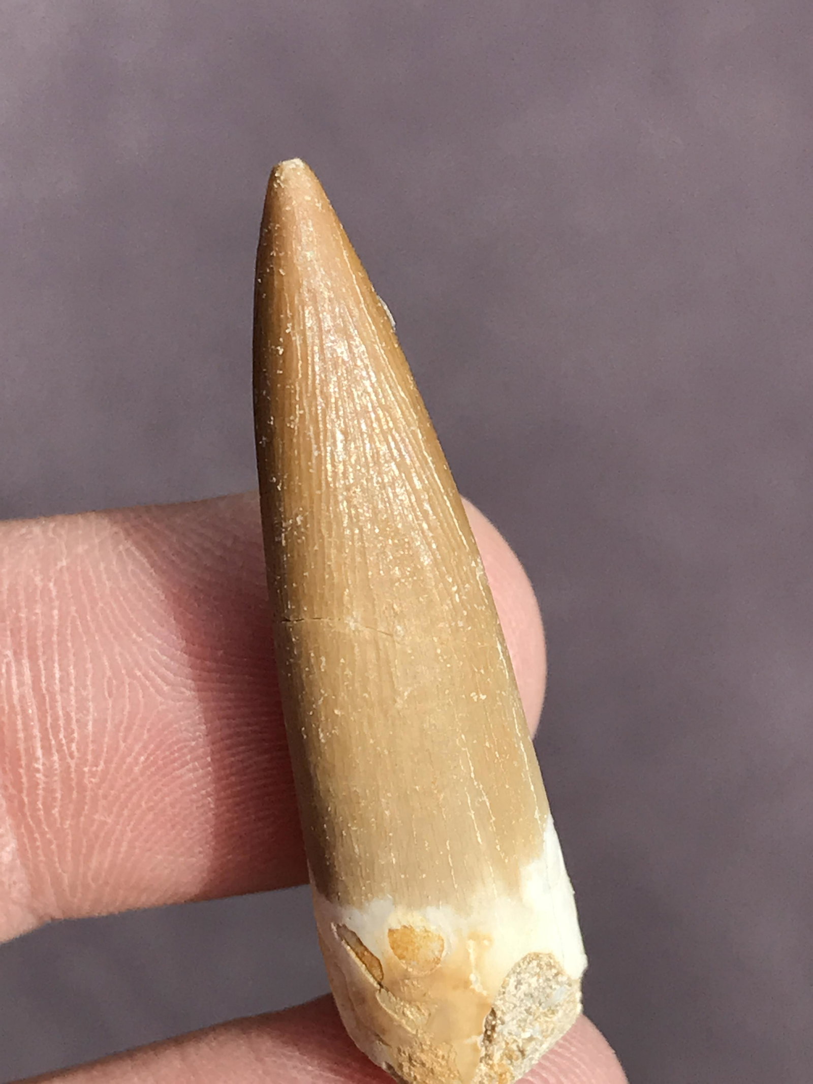 Dinosaur, Fossil, Natural, Collectible, Specimen, Tooth: Fossil Dinosaur Pleiseosaurus Tooth Morocco 1.4"