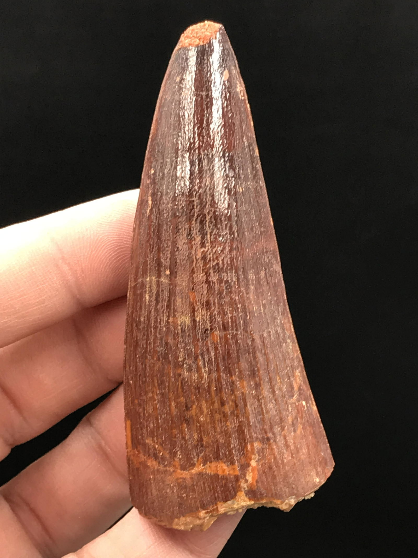 Dinosaur, Fossil, Natural, Collectible, Specimen, Tooth: Fossil Dinosaur Tooth Spinosaurus Morocco 3"