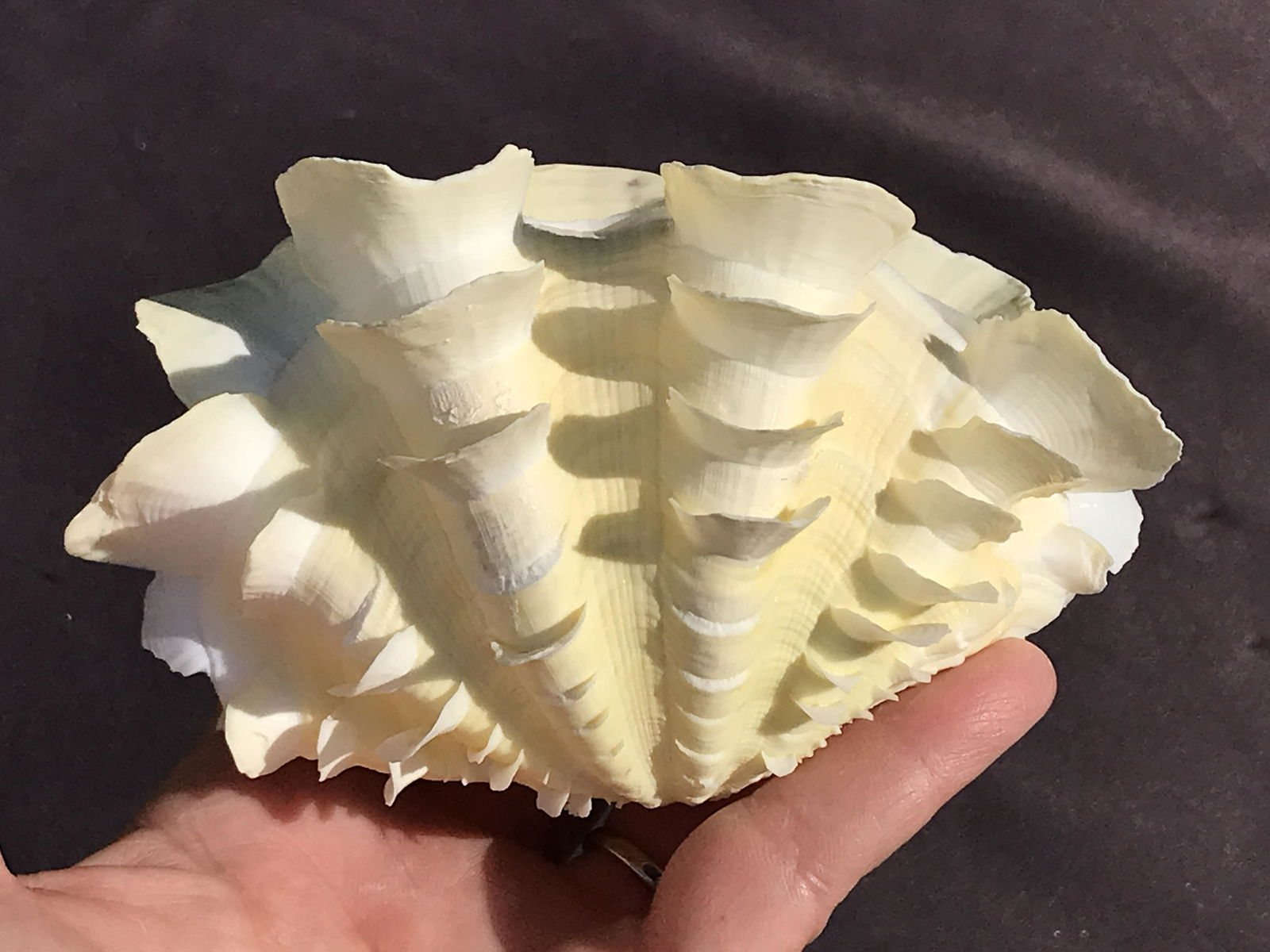 Seashell, Ocean, Beach, Natural, Decor, Collectible, Specimen (1 of 4)