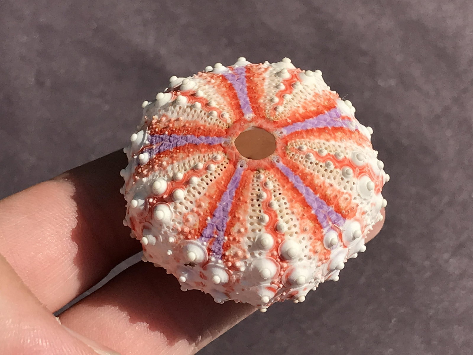 Seashell, Ocean, Beach, Natural, Decor, Collectible, Specimen: Seashell Urchin