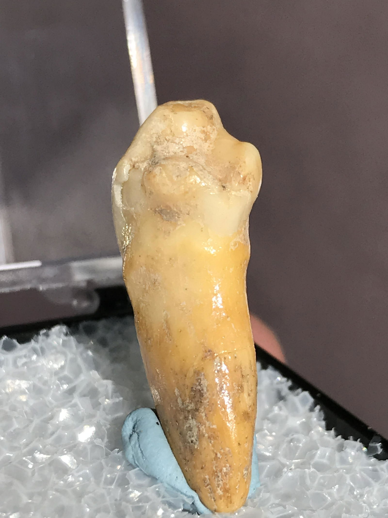 Cave Bear, Fossil, Natural, Collectible, Specimen, Tooth: Fossil Tooth Cave Bear Romania