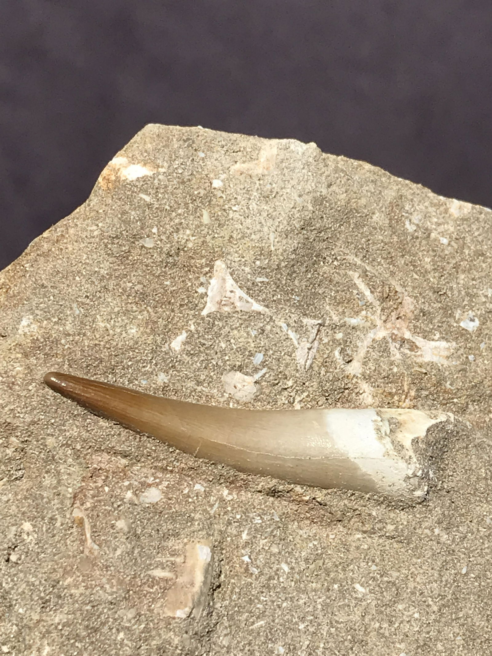 Dinosaur, Fossil, Natural, Collectible, Specimen, Tooth: Fossil Plesiosaur in Matrix Morocco