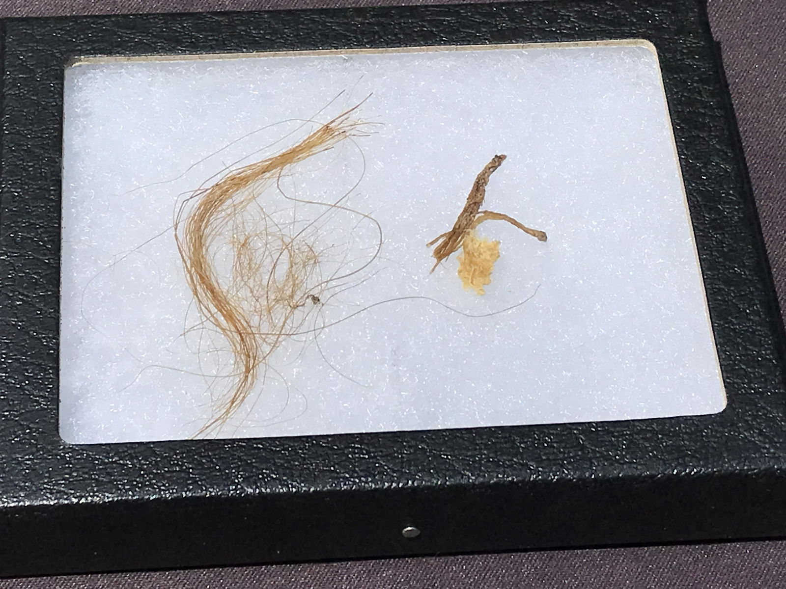 Fossil, Mammoth, Eocene, Natural, Collectible, Specimen (1 of 4)