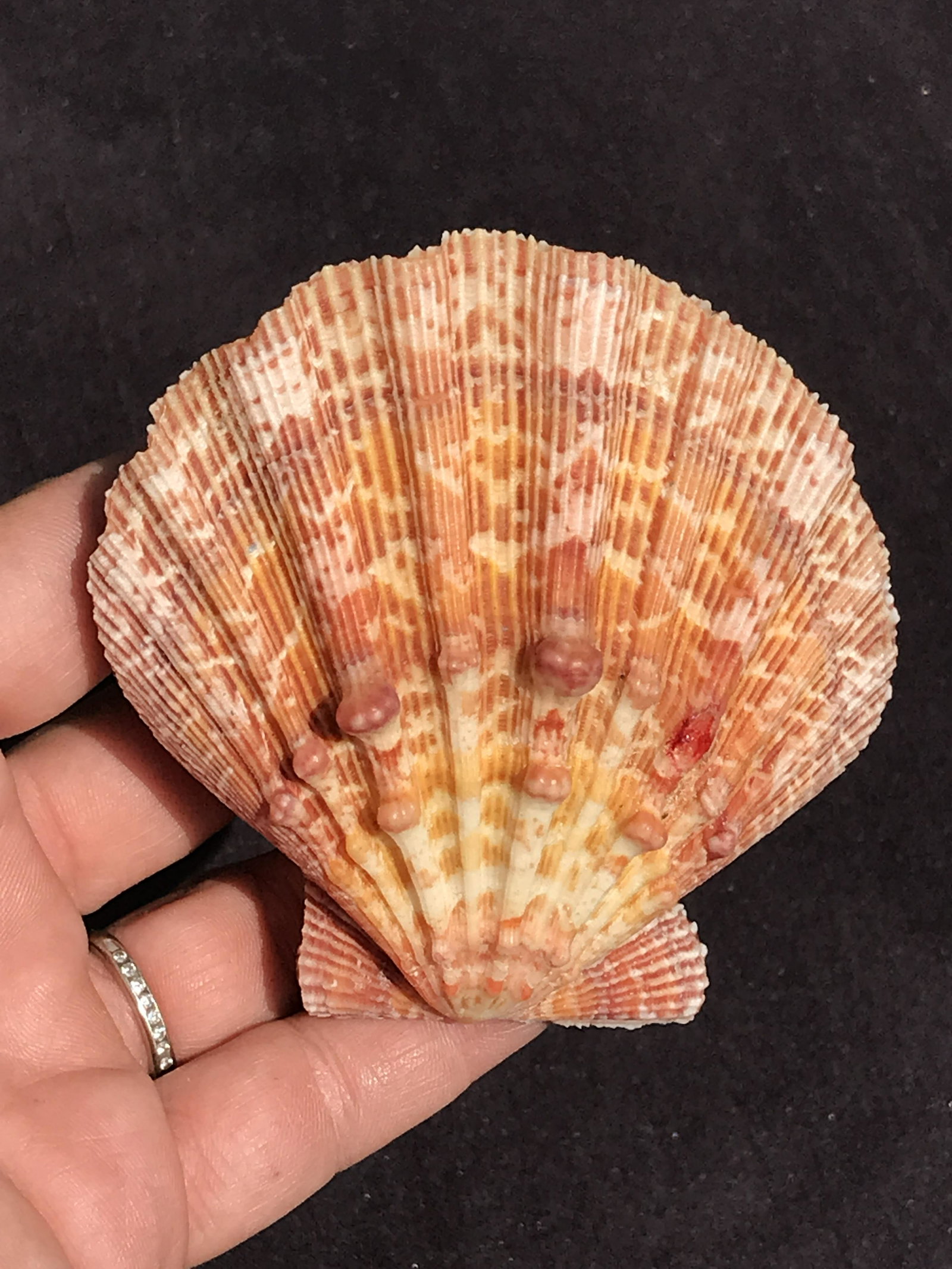 Seashell, Ocean, Beach, Natural, Decor, Collectible, Specimen: Seashell Pecten Nodosa