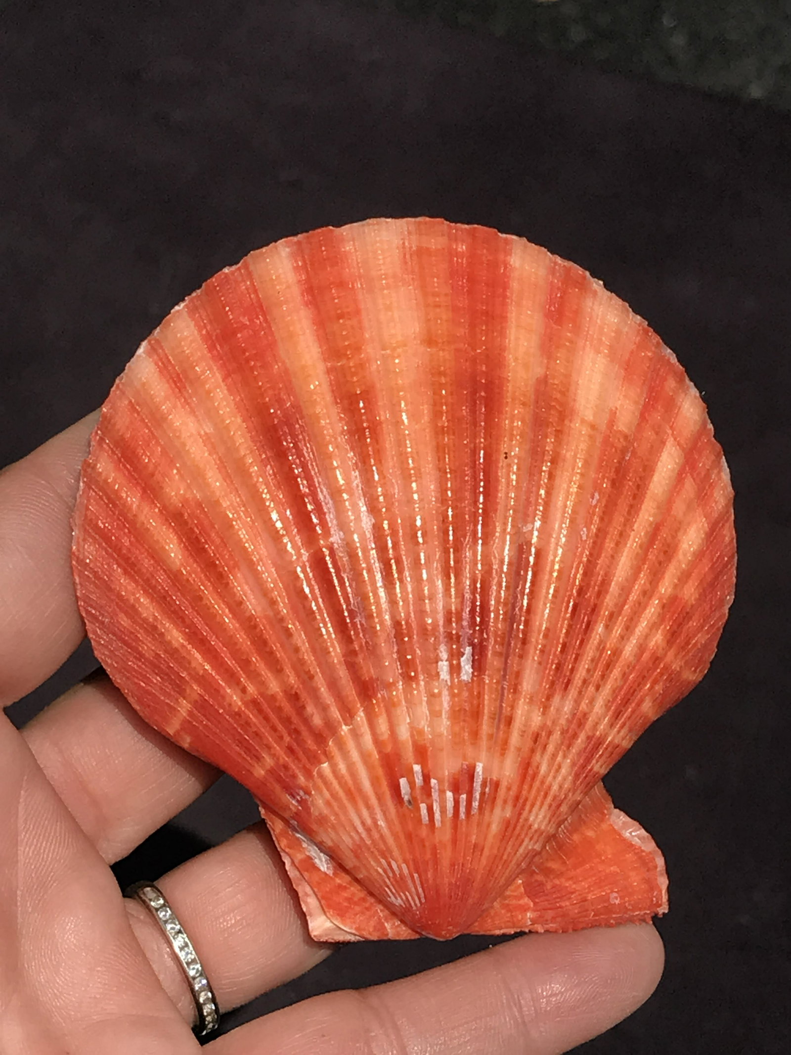 Seashell, Ocean, Beach, Natural, Decor, Collectible, Specimen: Seashell Pecten Noblis Noble Scallop