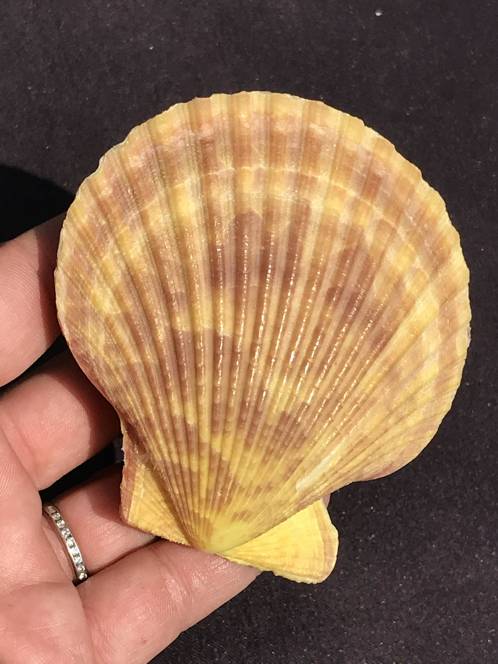 Seashell, Ocean, Beach, Natural, Decor, Collectible, Specimen: Seashell Pecten Noblis Noble Scallop