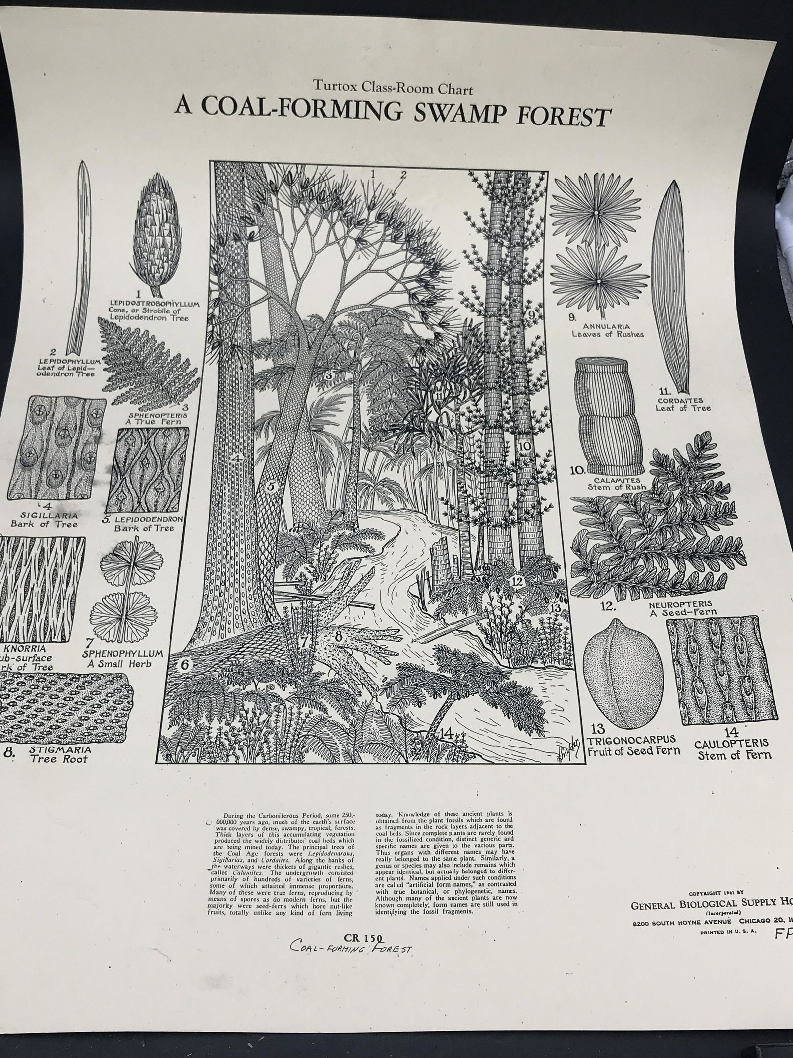 Rock, Crystal, Natural, Decor, Collectible, Poster: Poster: Coal Age Fossils Vintage Biology Illustration Circa 1941 24 x 18"