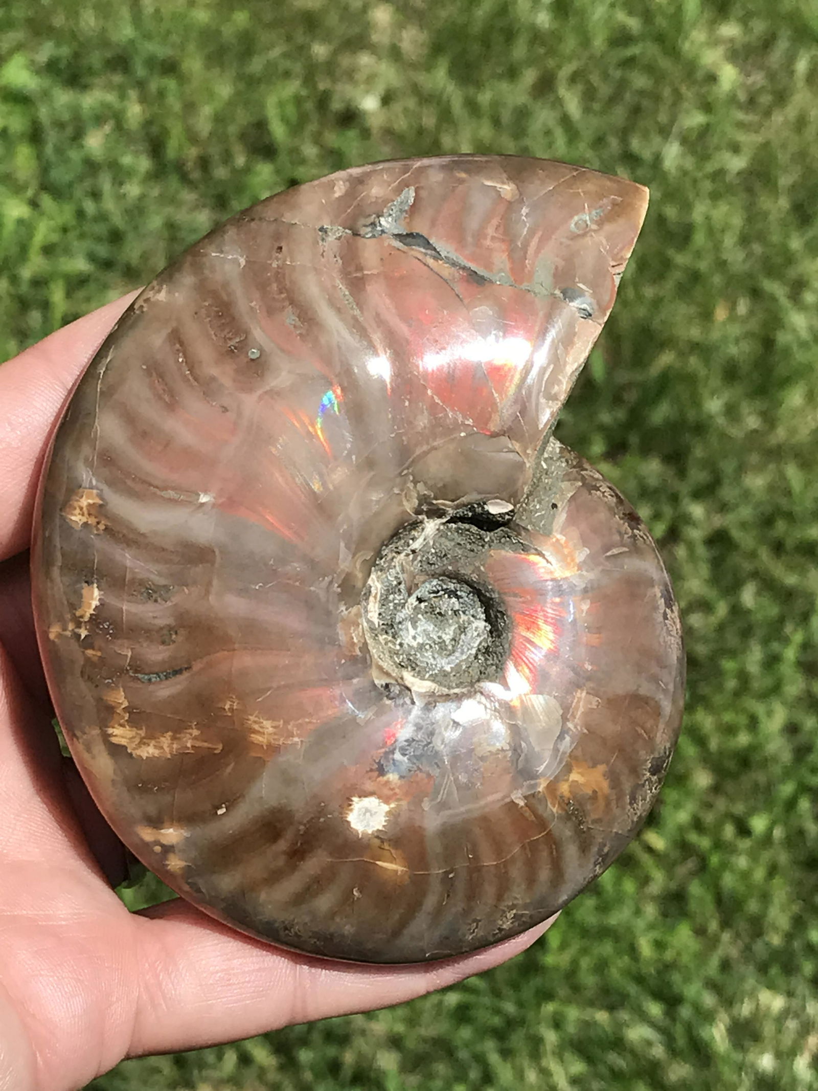 Ammonite, Fossil, Rock, Natural, Collectible, Specimen (1 of 4)