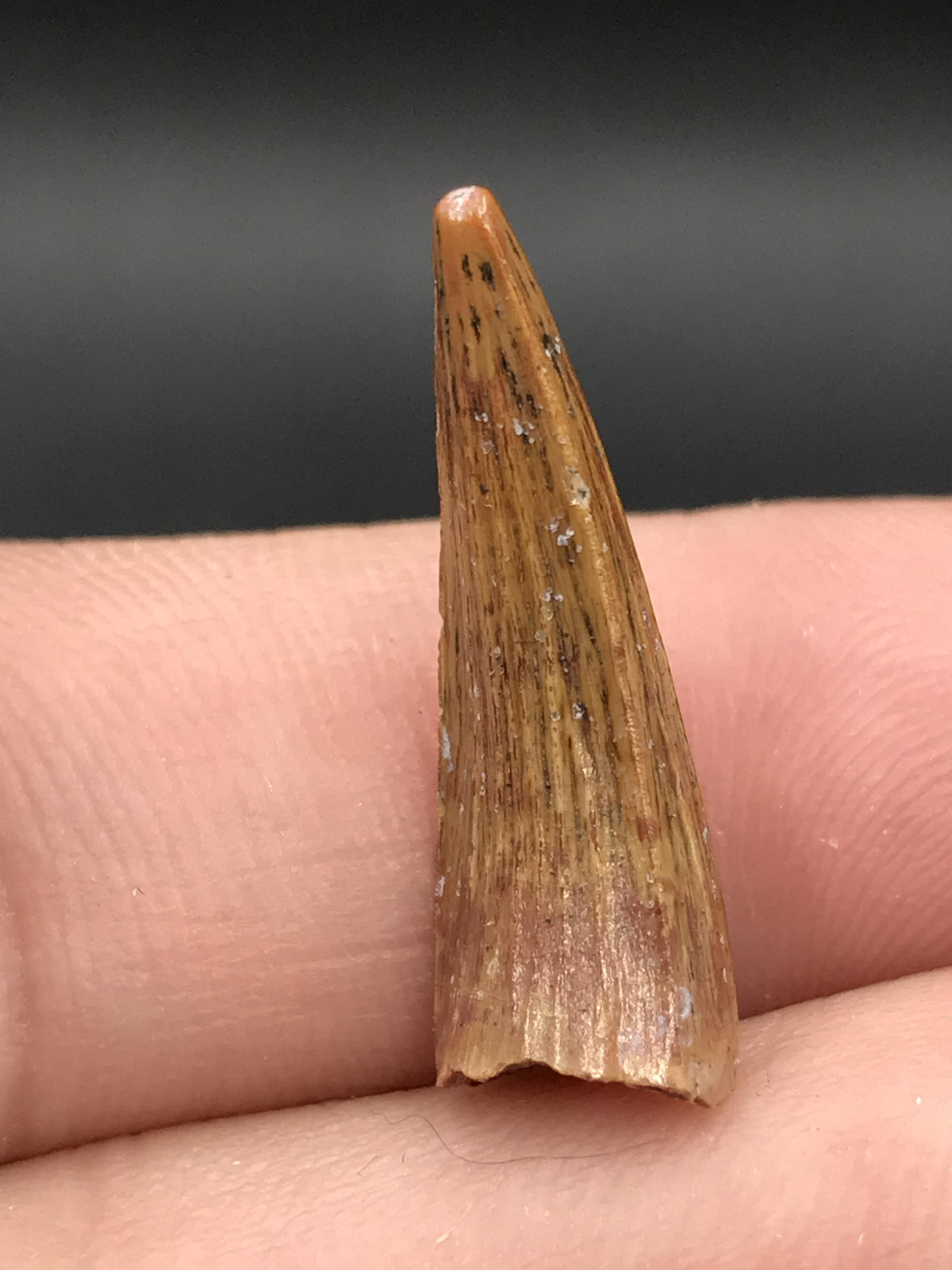 Dinosaur, Fossil, Natural, Collectible, Specimen, Tooth: Fossil Dinosaur Tooth: Spinosaur Morocco .85"