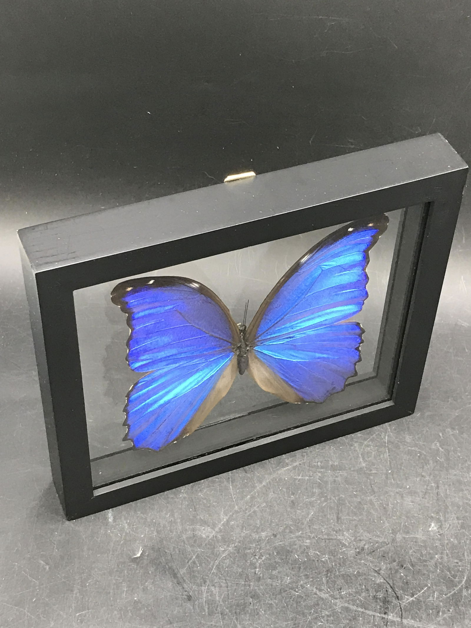 Butterfly, Natural, Decor, Collectible, Insect (1 of 4)