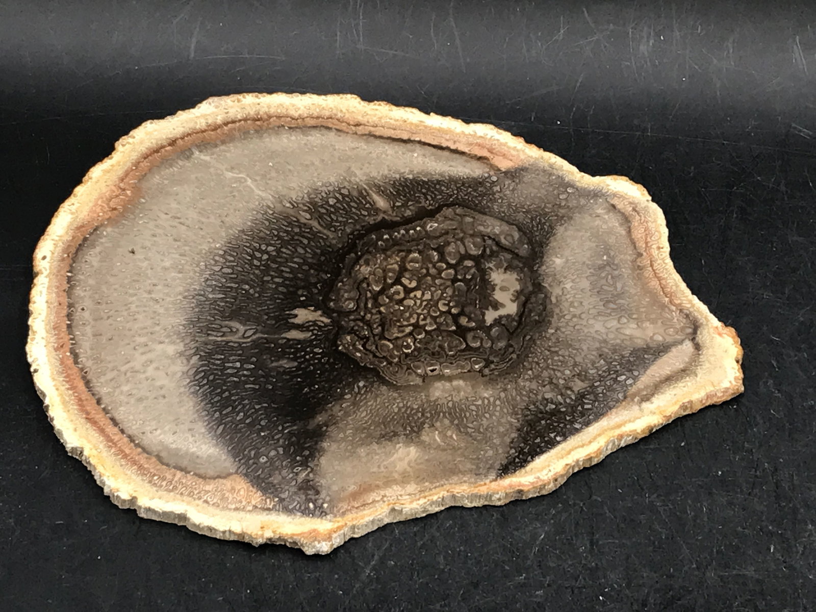 Petrified Wood, Fossil, Rock, Natural, Decor, Collectible, Slab: Fossil Petrified Palm Bog Wood Cretaceous Bolivia