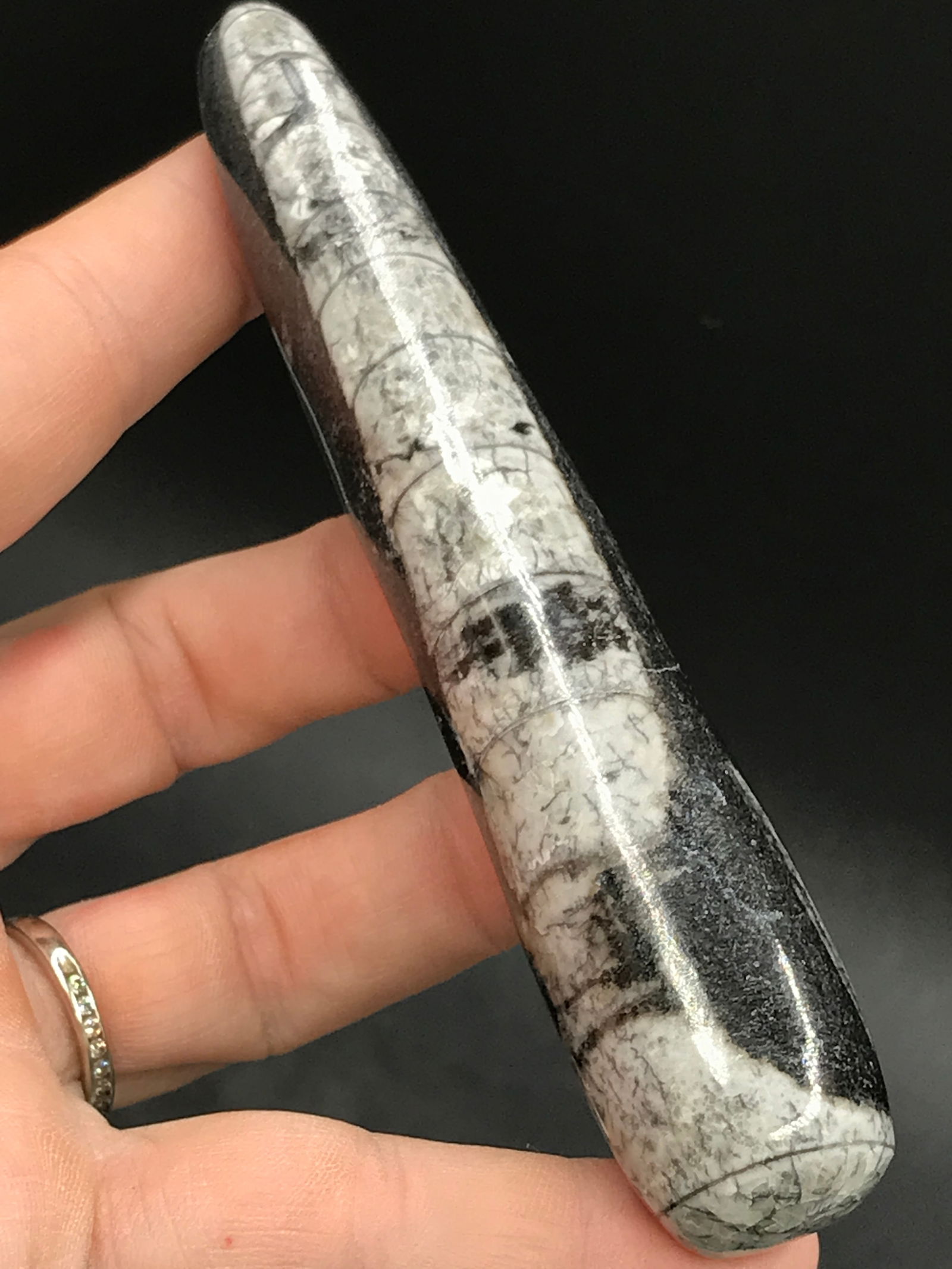 Rock, Orthoceras, Fossil, Natural, Decor, Collectible, Carving, Wand: Fossil Orthoceras Marble Massage Wand