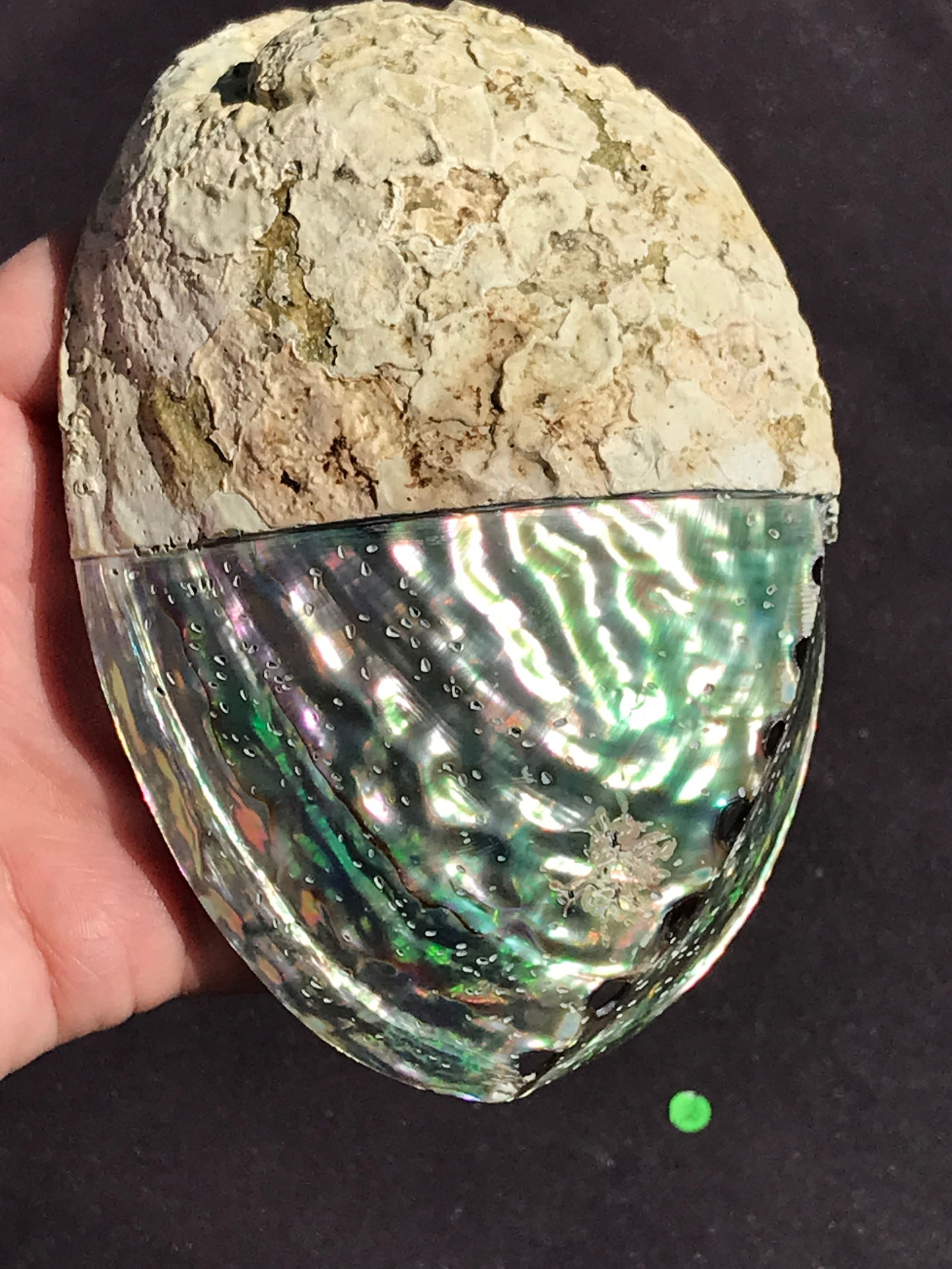 Seashell, Ocean, Beach, Natural, Decor, Collectible, Specimen (1 of 4)