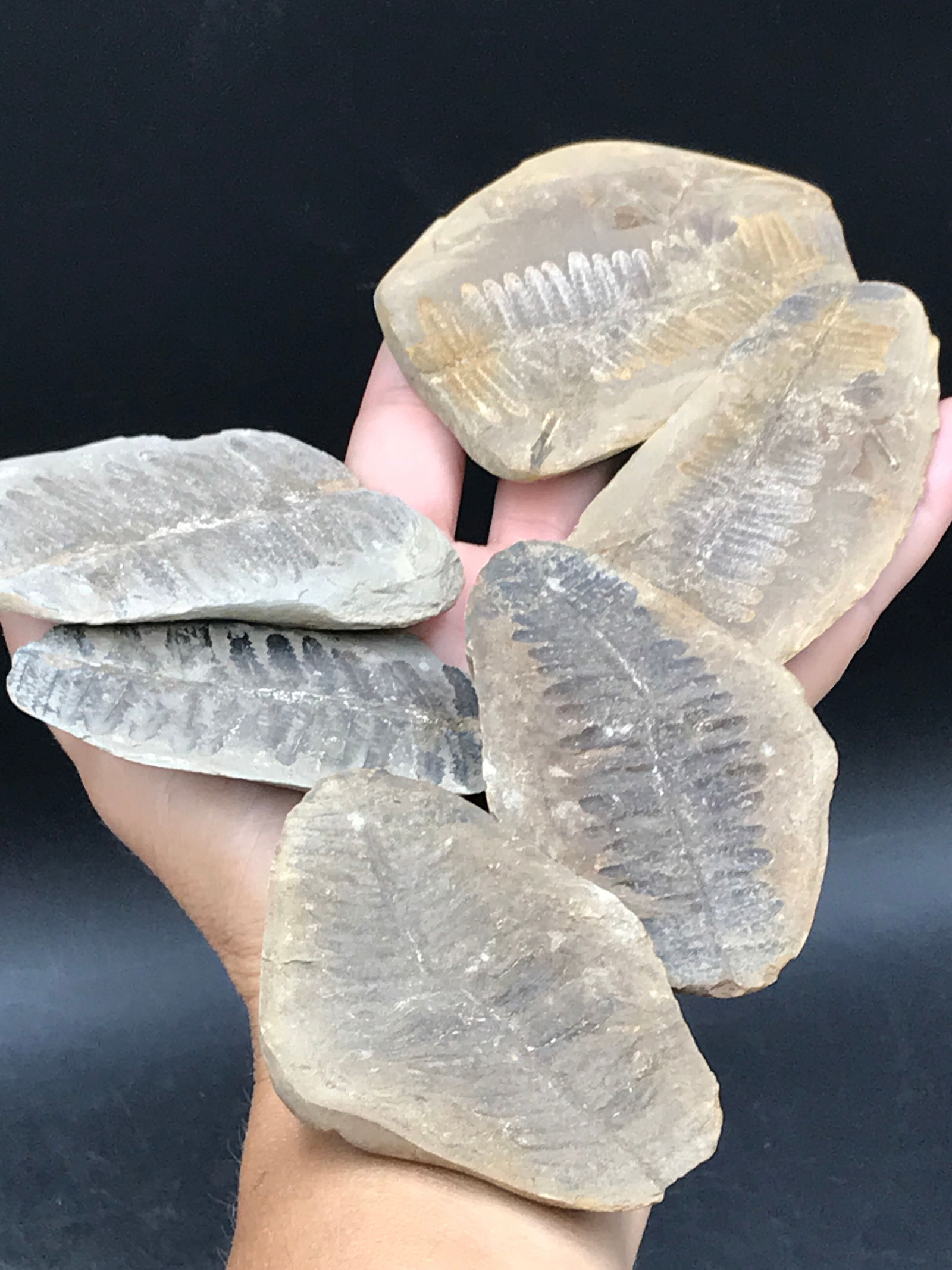 Fern, Fossil, Rock, Natural, Collectible, Specimen,: Fossil Ferns Mazon Creek Form IL