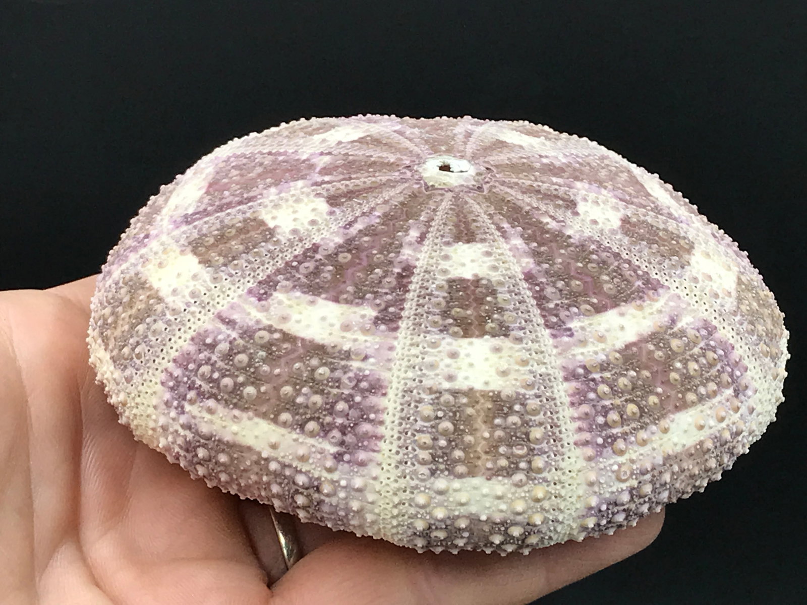 Seashell, Ocean, Beach, Natural, Decor, Collectible, Specimen: Seashell Mushroom Urchin