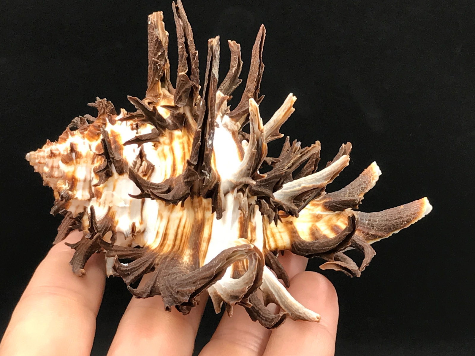 Seashell, Ocean, Beach, Natural, Decor, Collectible, Specimen: Seashell Endive Murex