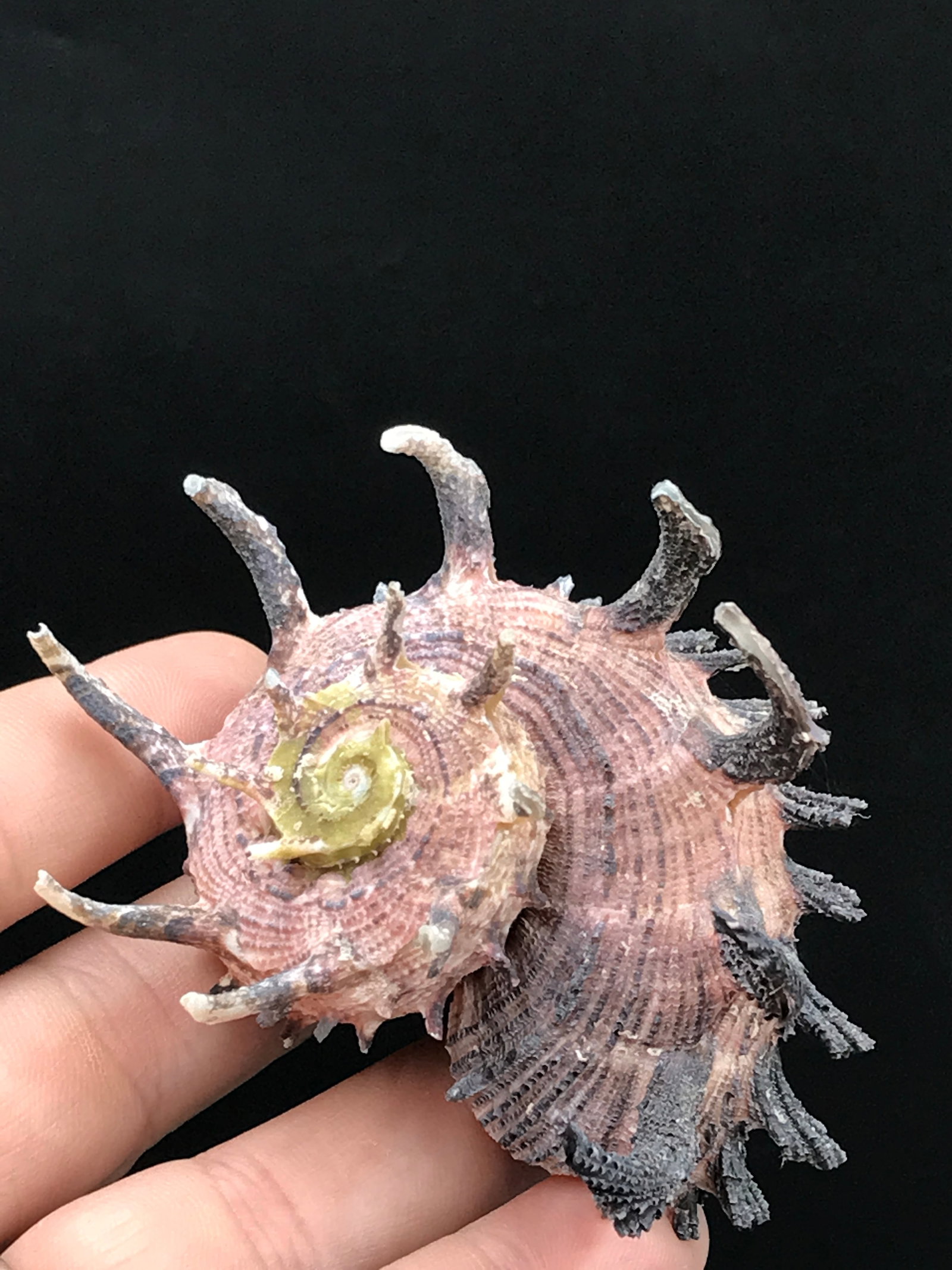 Seashell, Ocean, Beach, Natural, Decor, Collectible, Specimen: Seashell