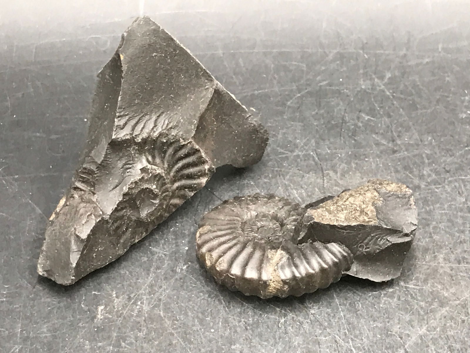 Ammonite, Fossil, Rock, Natural, Collectible, Specimen (1 of 4)