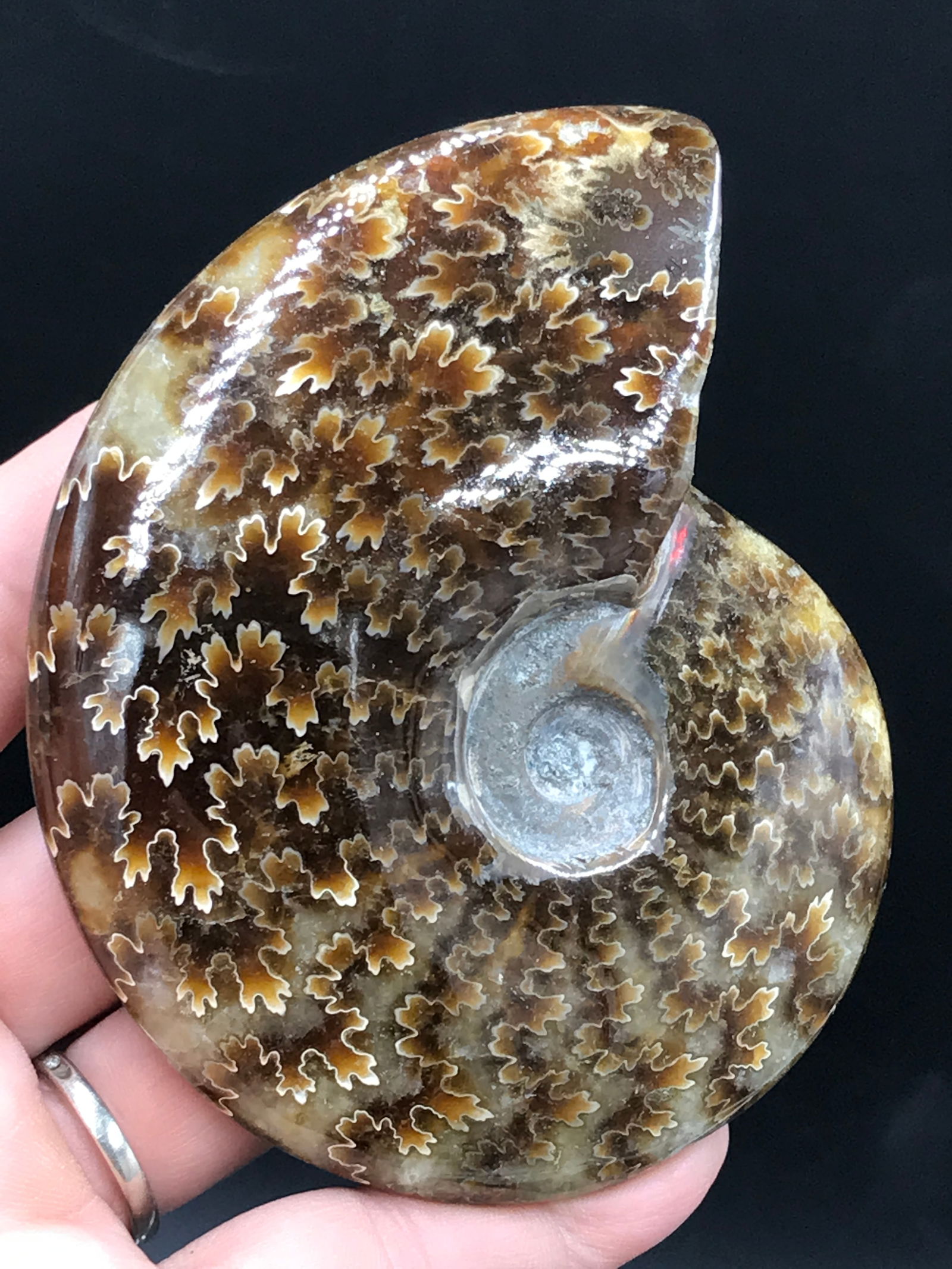 Ammonite, Fossil, Rock, Natural, Collectible, Specimen: Fossil Ammonite (Polished) Madagascar 3.9"