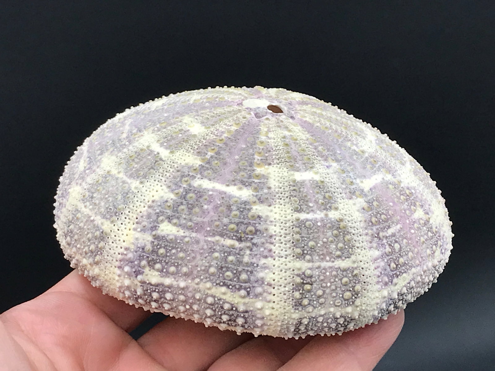 Seashell, Ocean, Beach, Natural, Decor, Collectible, Specimen: Seashell: Alfonso Urchin