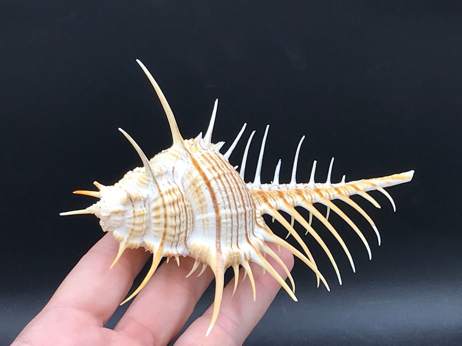 Seashell, Ocean, Beach, Natural, Decor, Collectible, Specimen (1 of 5)