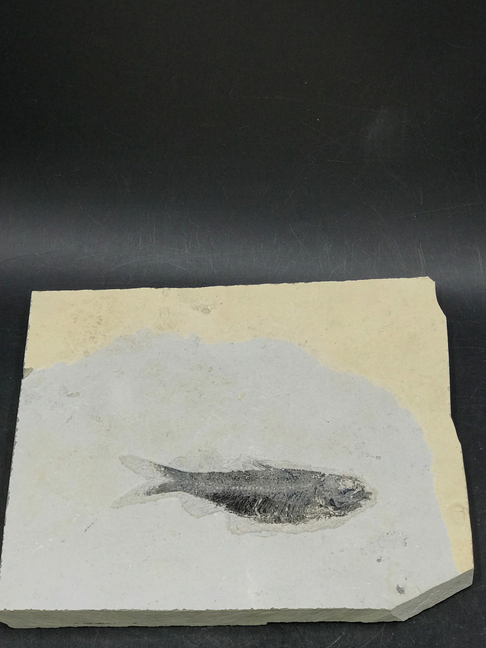 Fish, Fossil, Rock, Natural, Decor, Collectible, Specimen, Green River Formation,: Fossil Fish 4" Knightia eoceana Green River Formation WY 8 x 7"