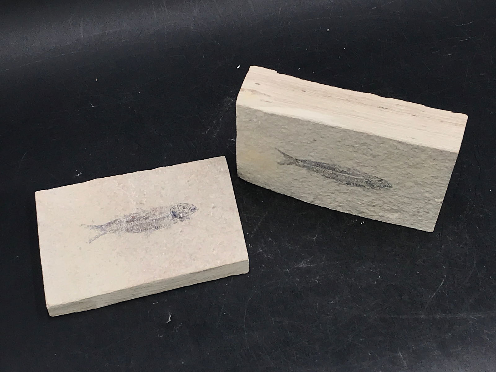 Fish, Fossil, Rock, Natural, Decor, Collectible, Specimen, Green River Formation, (1 of 4)