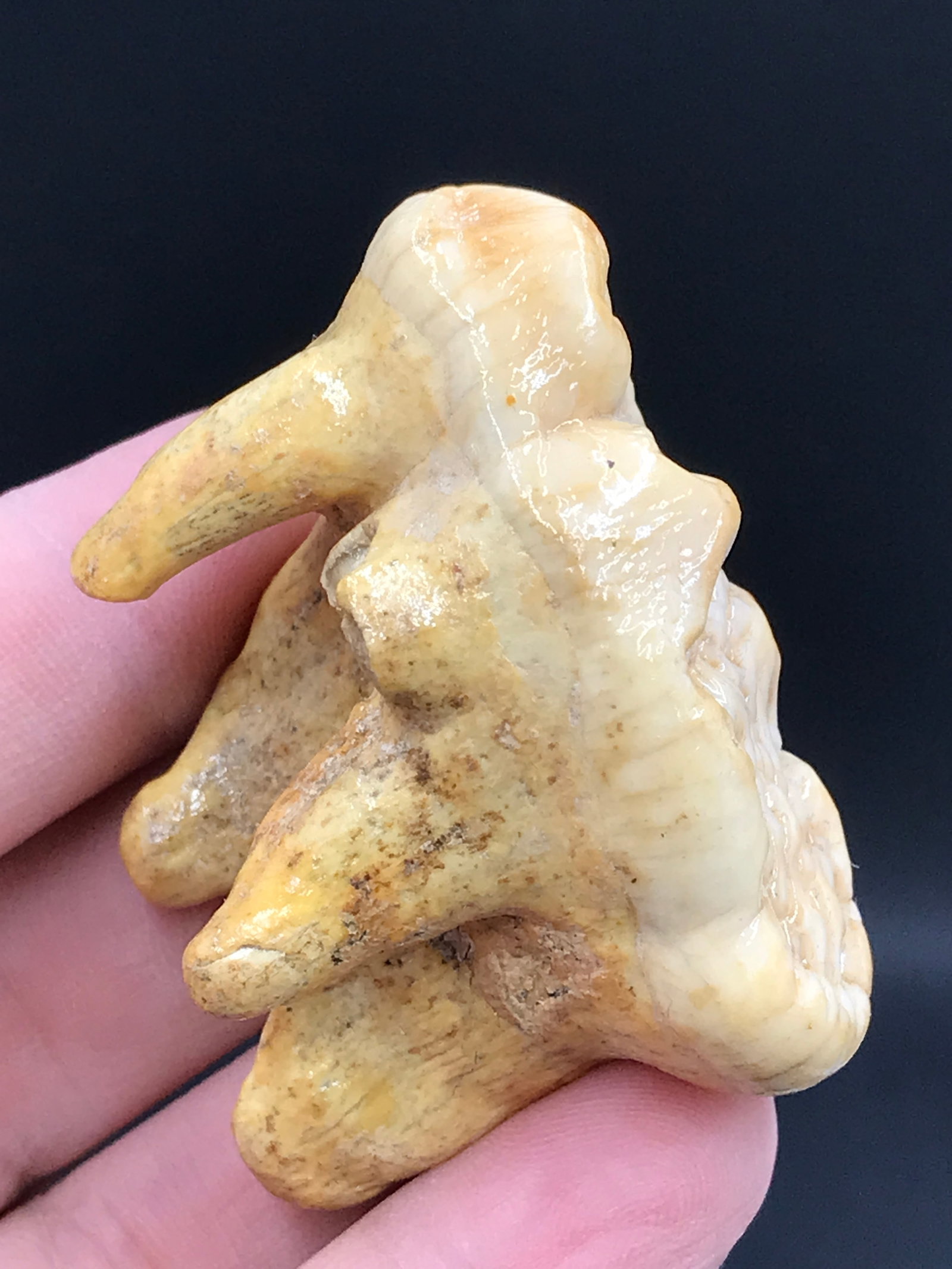 Cave Bear, Fossil, Natural, Collectible, Specimen, Tooth: Fossil Tooth Cave Bear 1.85"