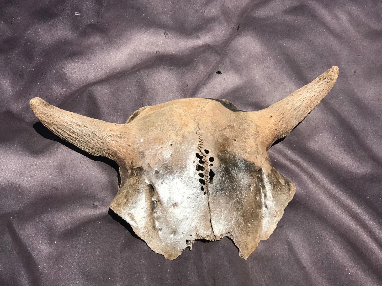 Bison, Fossil, Rock, Natural, Collectible, Specimen, (1 of 4)