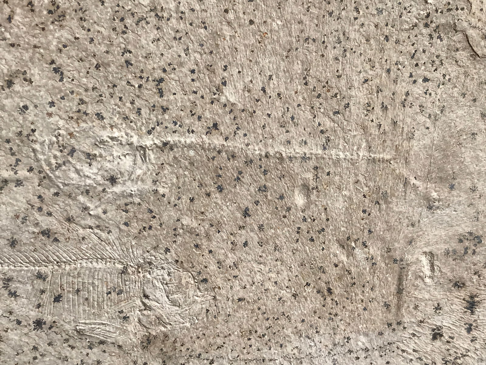 Fish, Fossil, Rock, Natural, Decor, Collectible, Specimen,: Fossil Fish: Multiple Unprepped