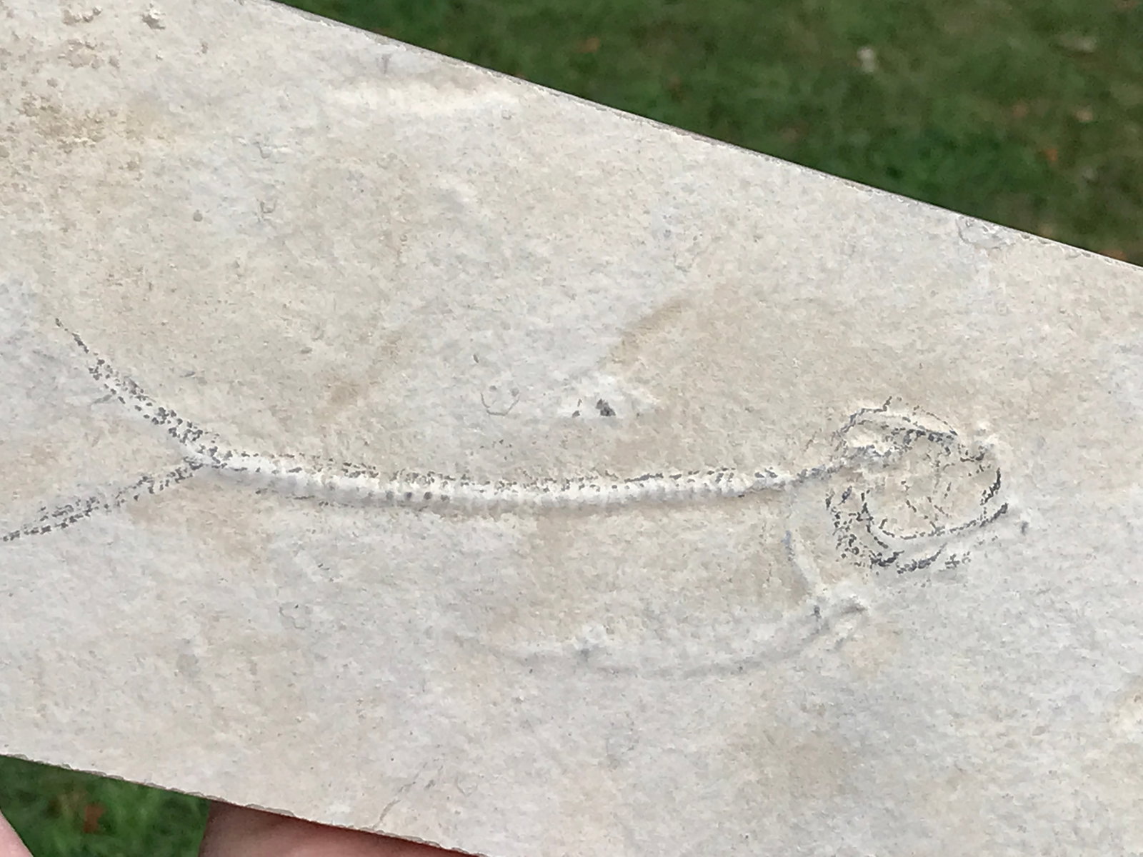 Fish, Fossil, Rock, Natural, Decor, Collectible, Specimen,: Fossil Fish Unprepped Knightia Eoceana 8 x 4"