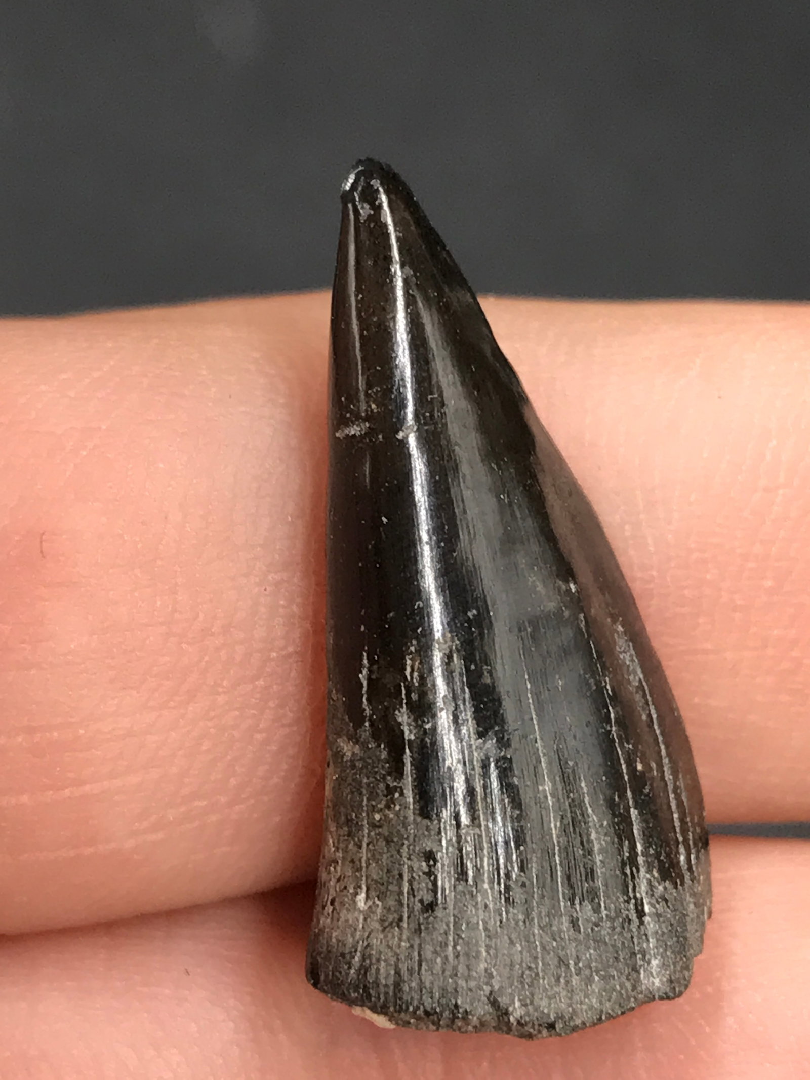 Baracuuda, Fossil, Natural, Collectible, Specimen, Tooth: Fossil Tooth: Baracuuda 1"