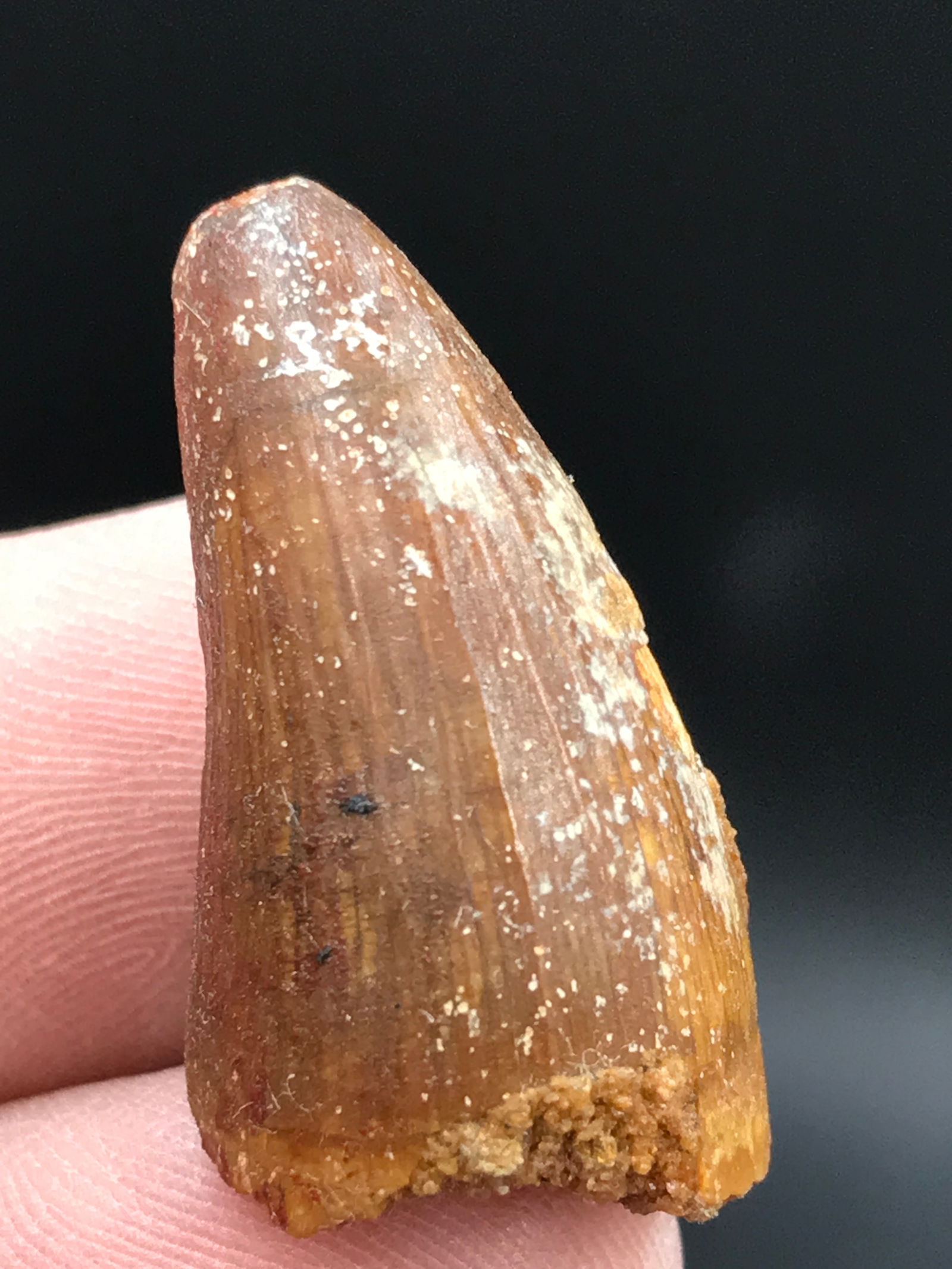 Crocodile, Fossil, Natural, Collectible, Specimen, Tooth: Fossil Tooth Crocodile 1.1"