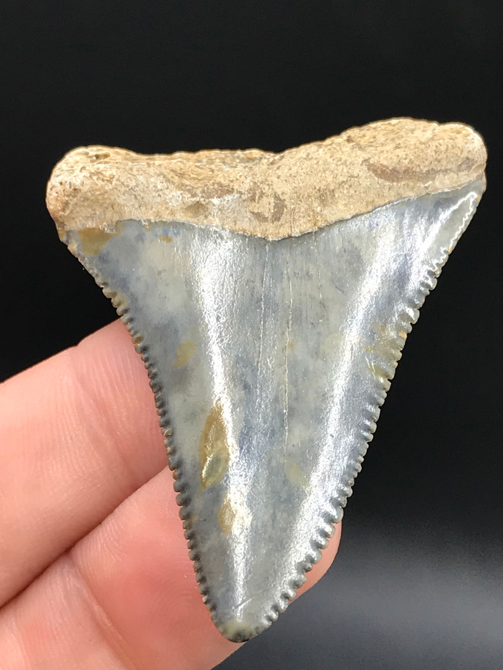 Shark, Fossil, Natural, Collectible, Specimen, Tooth: Fossil Shark Tooth Mako 1.95"