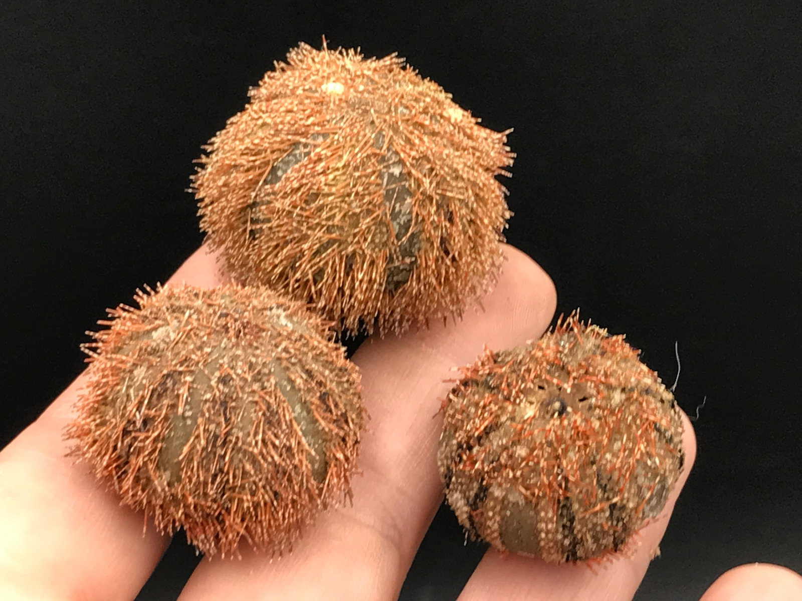 Seashell, Ocean, Beach, Natural, Decor, Collectible, Specimen: 3 Urchins Seashell